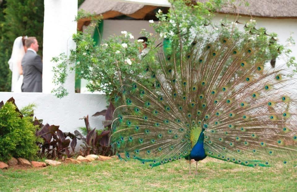 Warembo Lodge Grootvlei Exterior photo